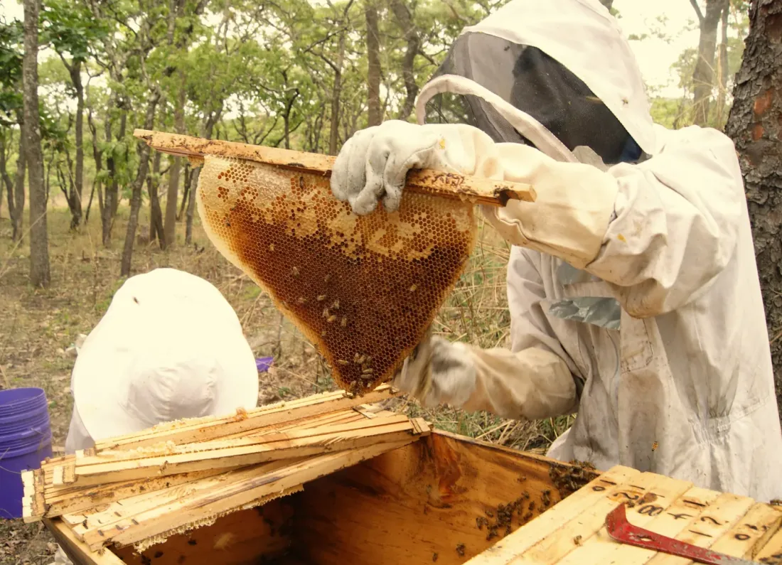 A beekeeper lifting honeycomb from a hive in the forest