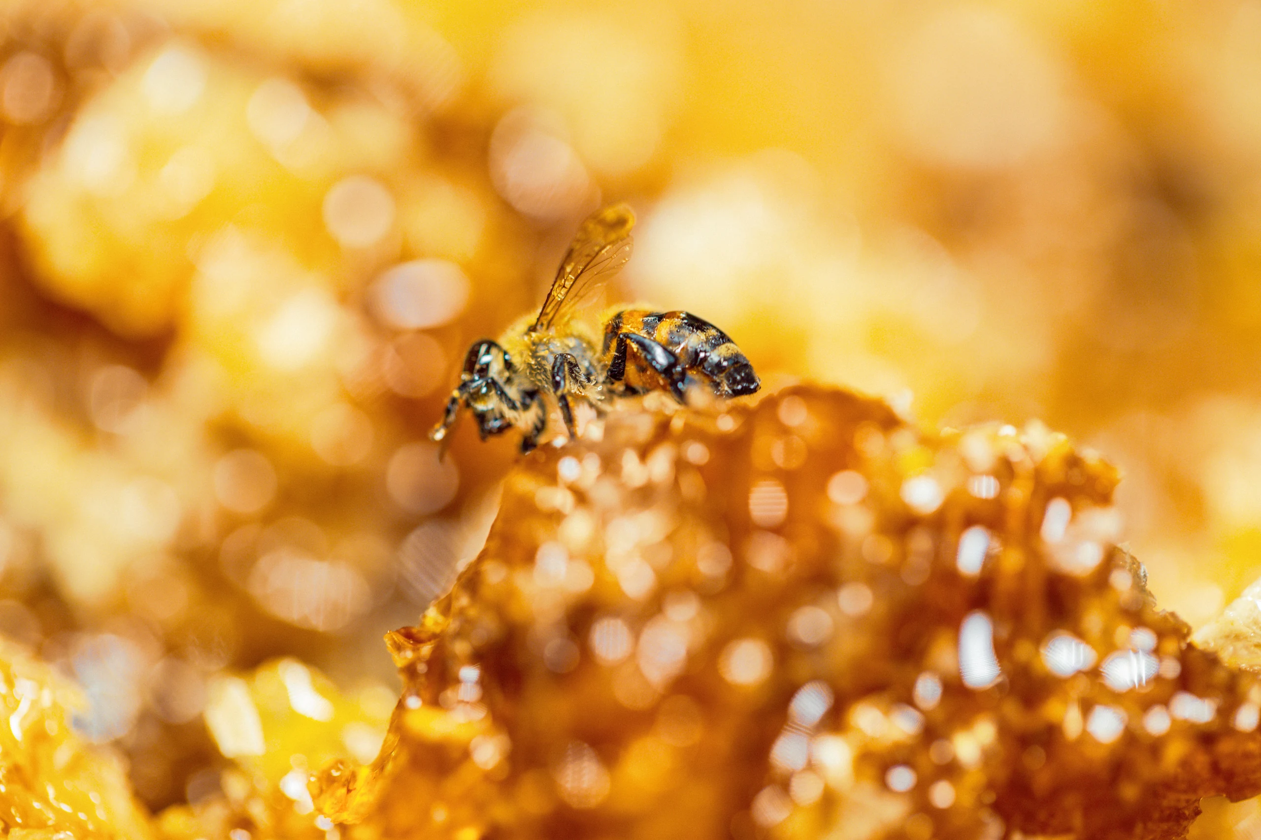 A bee on honeycomb