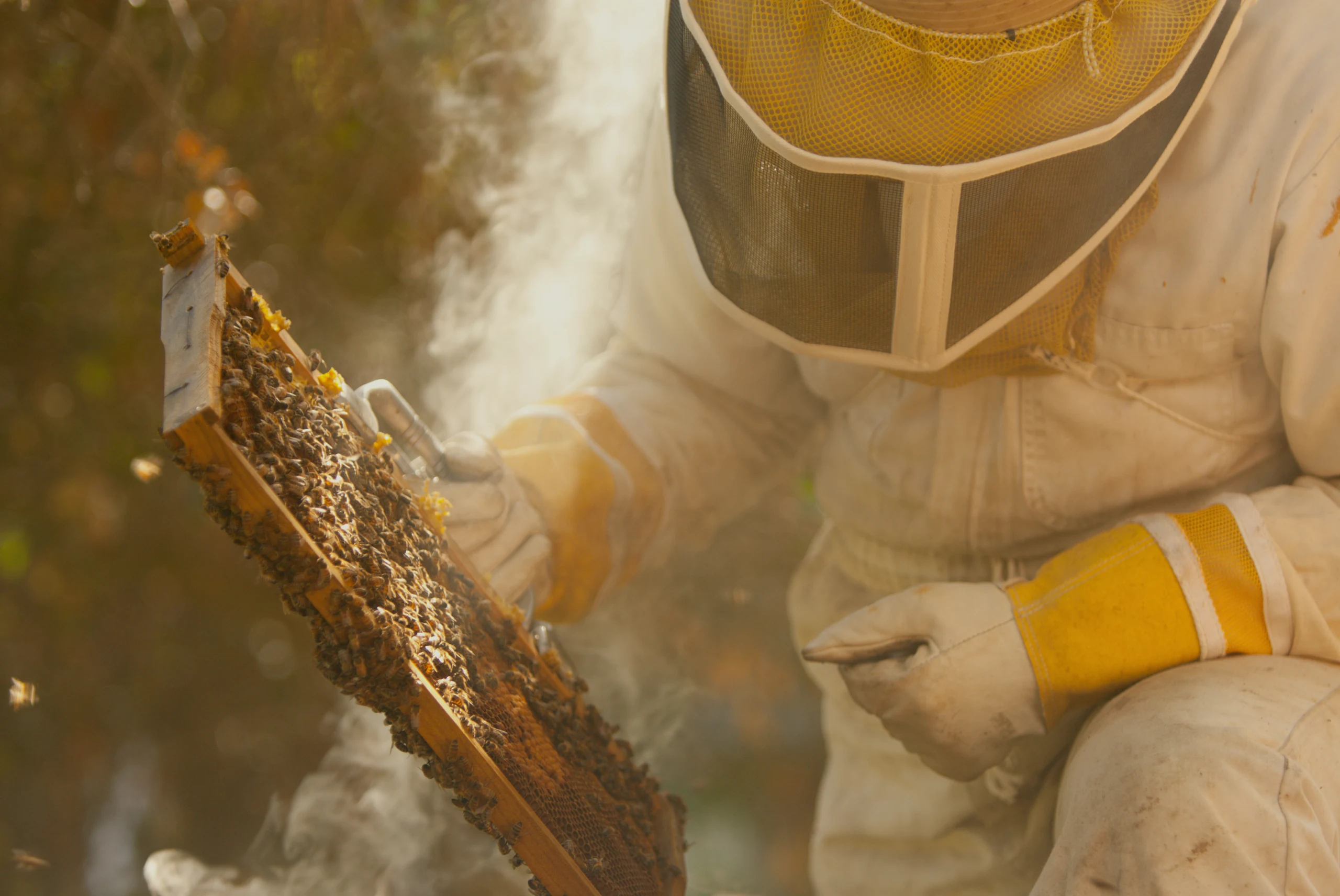 A beekeeper in a protective suit and veil lifting a frame of honeycomb covered in bees, with smoke drifting past