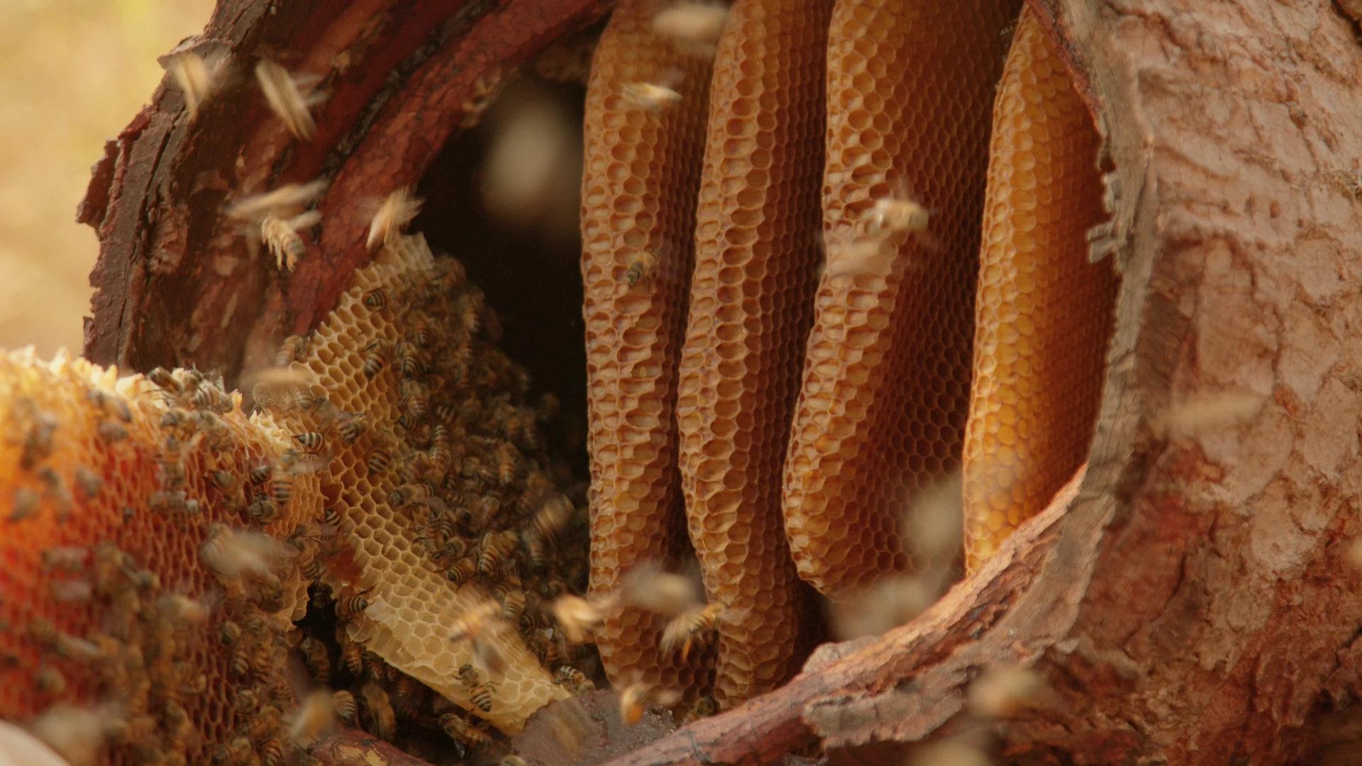 Bees on honeycomb inside a log hive