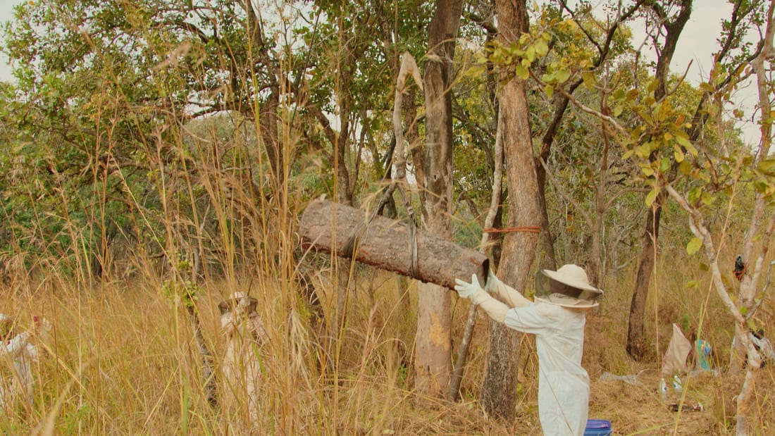 A beekeeper collecting honeycomb from a traditional log hive