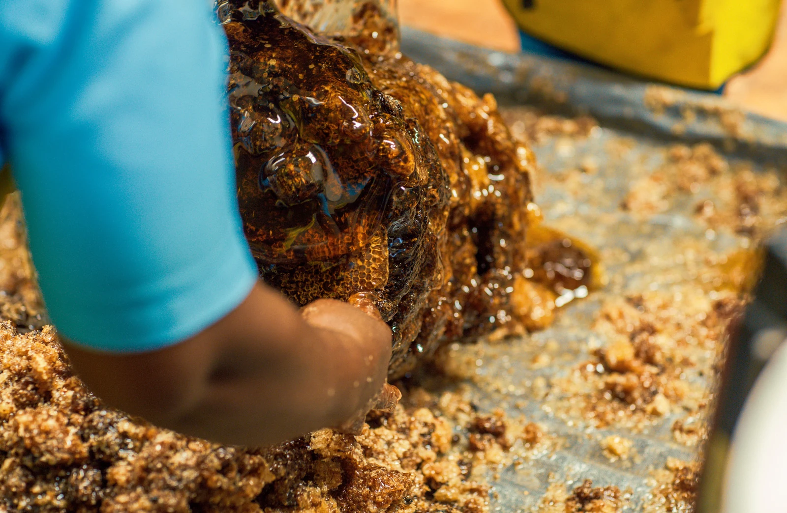 A processing team member lifting a lump of honeycomb out of a bucket by hand